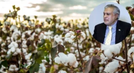 Cotton Plan 2026