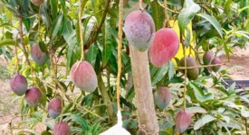 Miyazaki Mango